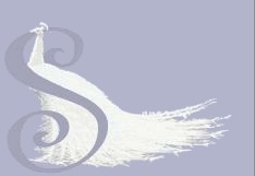 Picture of a white peacock on a gray background, poetry to the eyes may be plain.