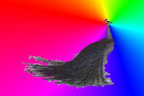 A black peacock on a rainbow background all things are changeable. 