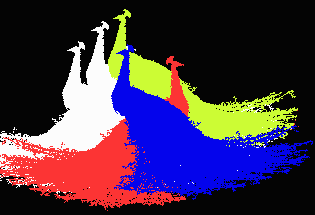 smcolorpcocks